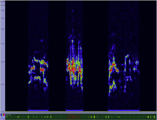 bird sonogram