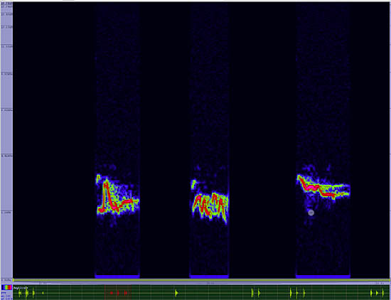 bird sonogram