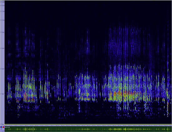 bird sonogram