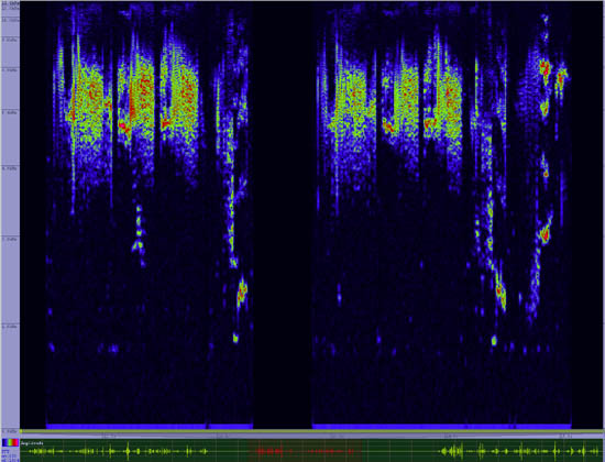 bird sonogram