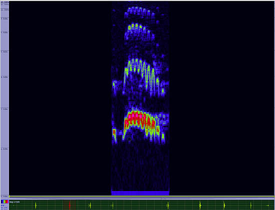 bird sonogram