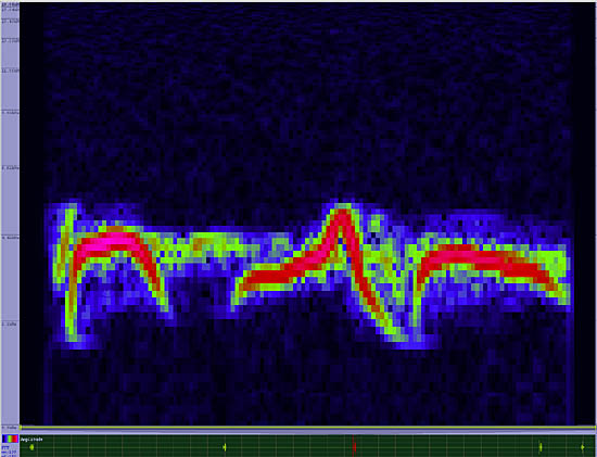 bird sonogram