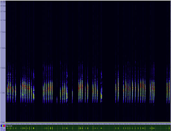 bird sonogram