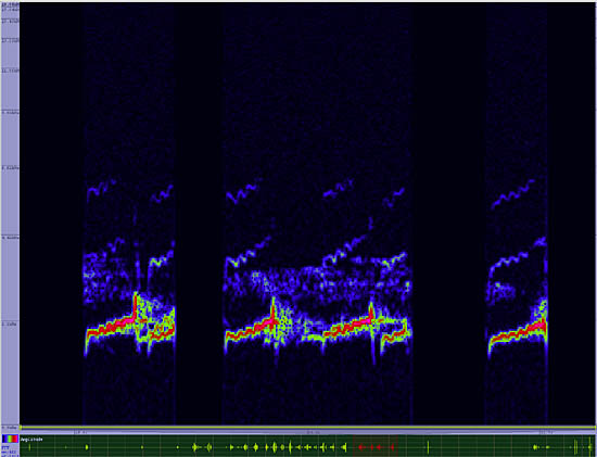 bird sonogram