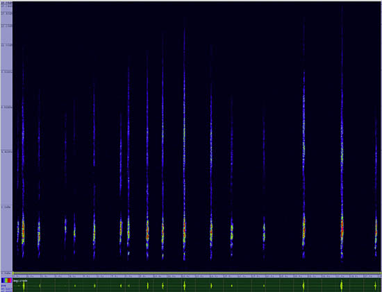 bird sonogram