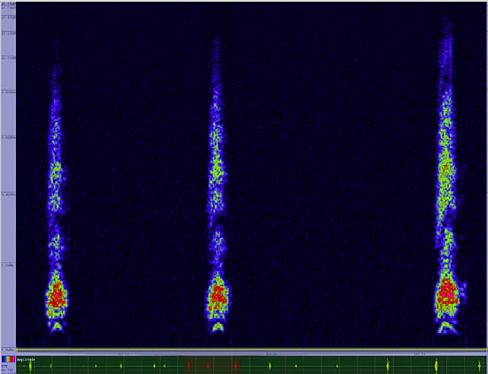 bird sonogram