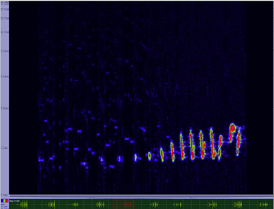 bird sonogram