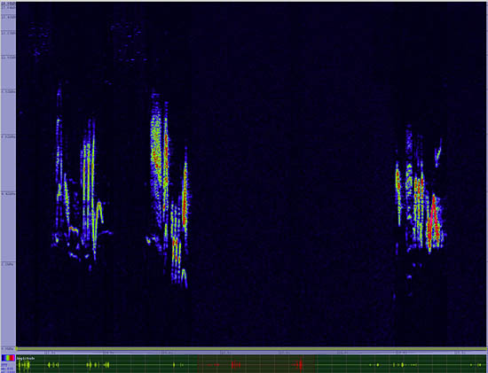 bird sonogram