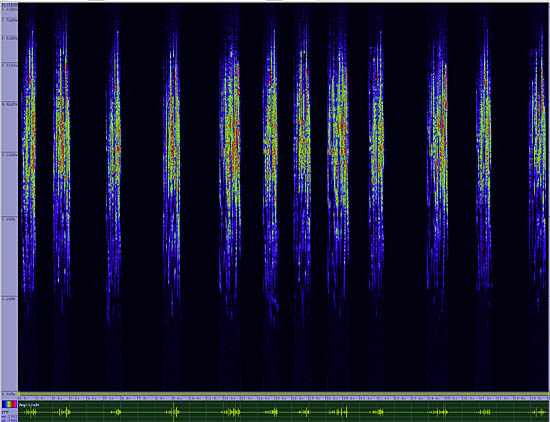 bird sonogram