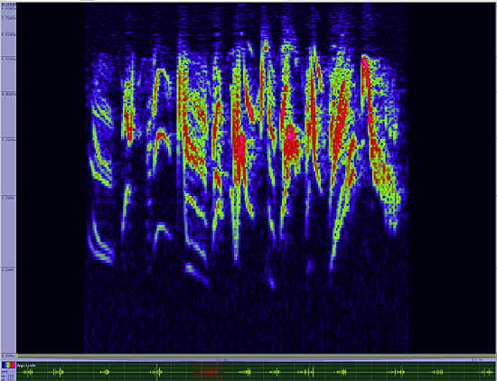 bird sonogram