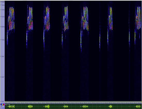 bird sonogram