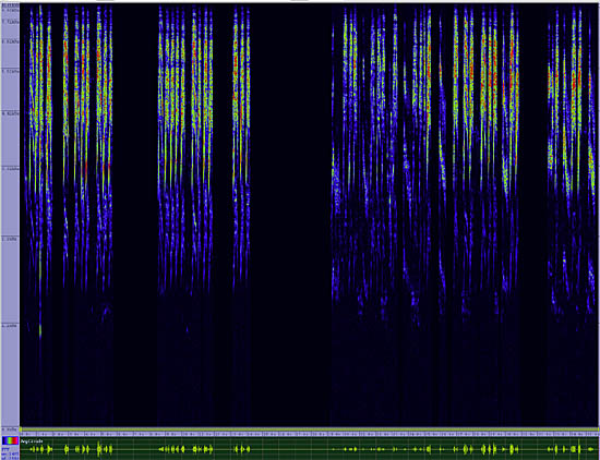 bird sonogram