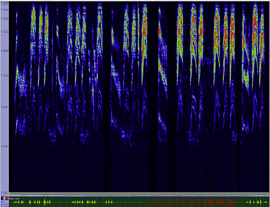 bird sonogram