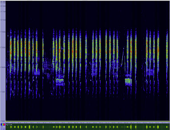 bird sonogram