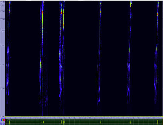 bird sonogram