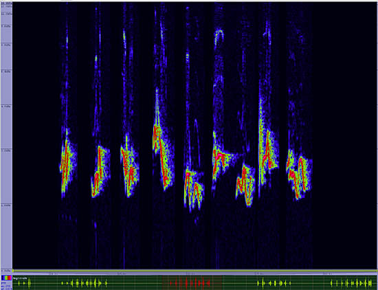 bird sonogram