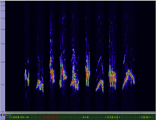 bird sonogram