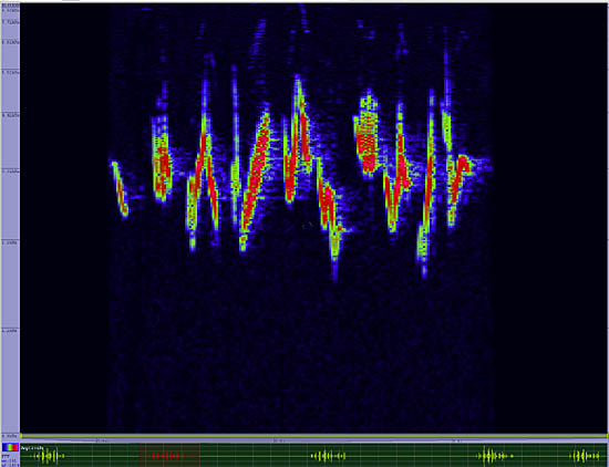 bird sonogram