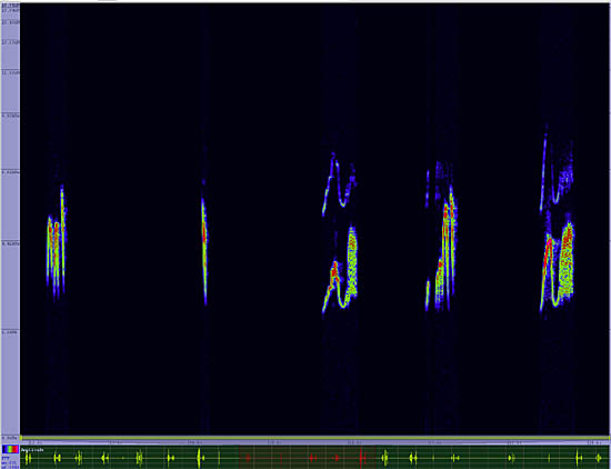 bird sonogram