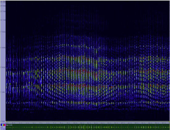 bird sonogram