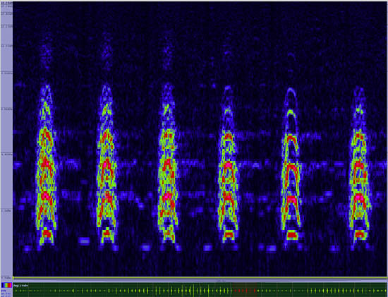 bird sonogram