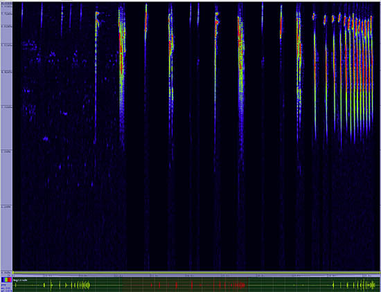 bird sonogram