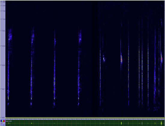 bird sonogram