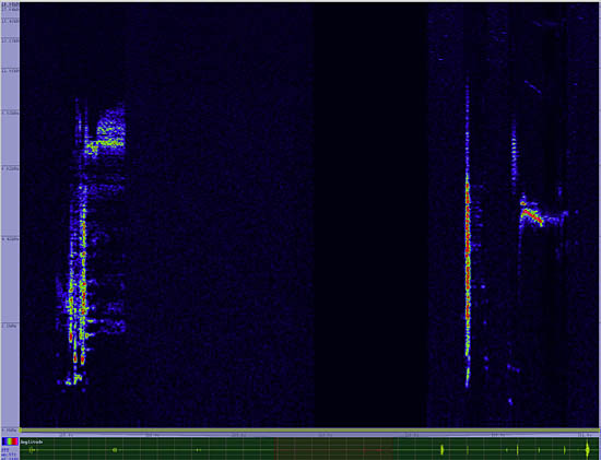 bird sonogram