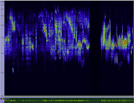 bird sonogram