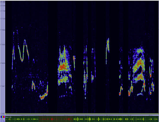 bird sonogram