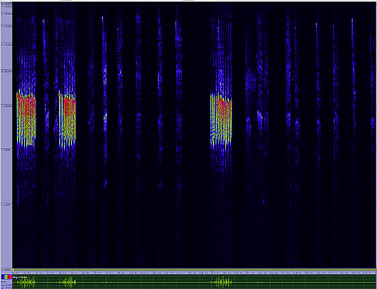 bird sonogram