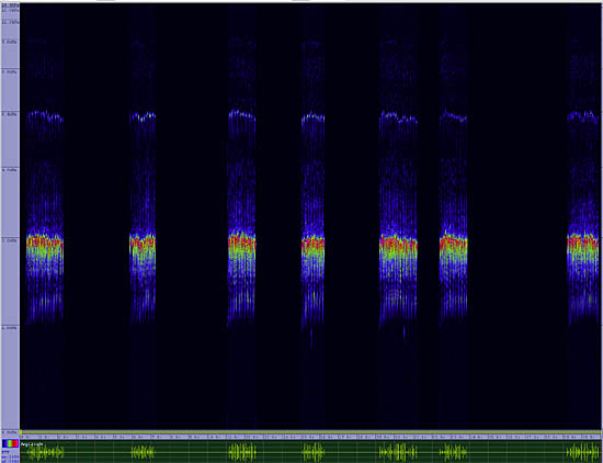 bird sonogram