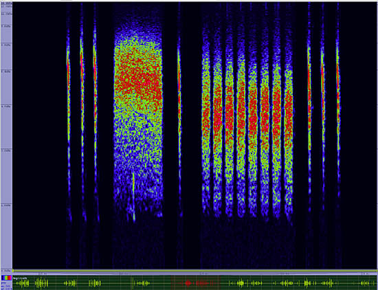 bird sonogram