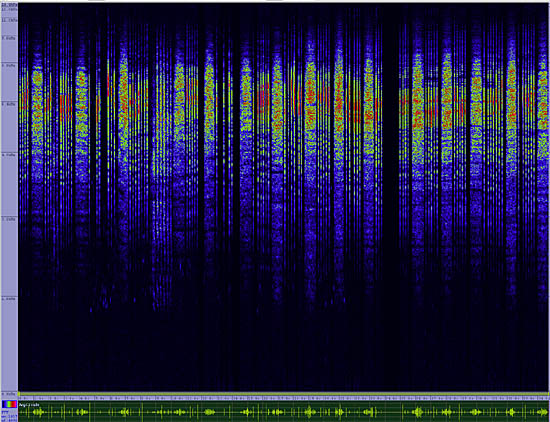 bird sonogram