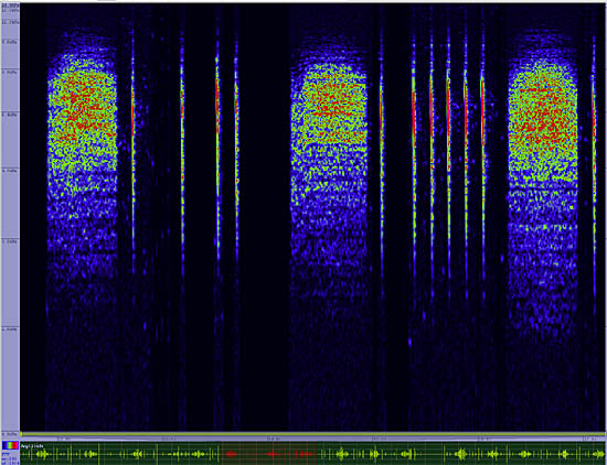 bird sonogram