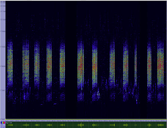 bird sonogram