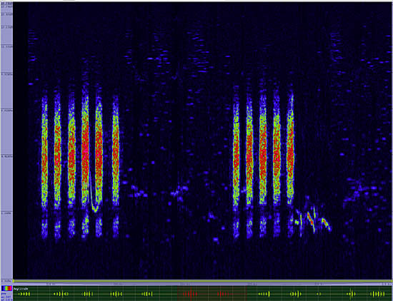 bird sonogram