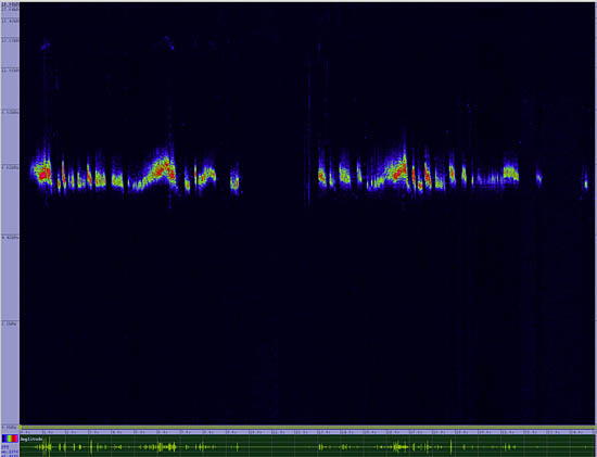 bird sonogram