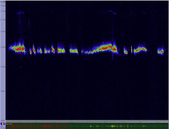 bird sonogram