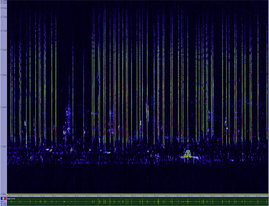 bird sonogram