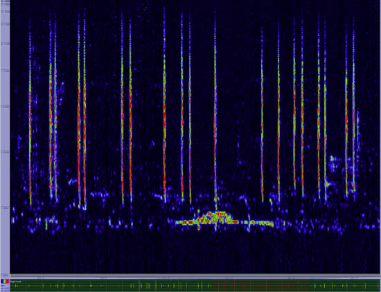 bird sonogram