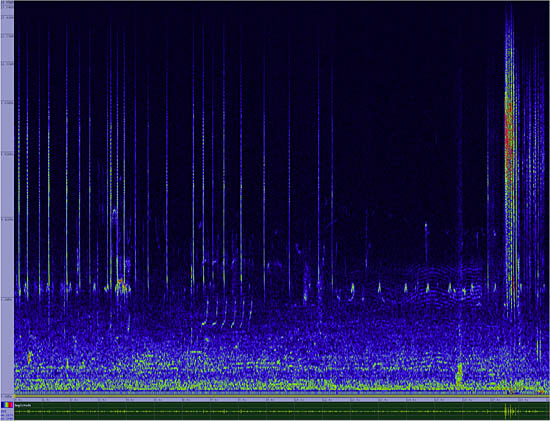 bird sonogram