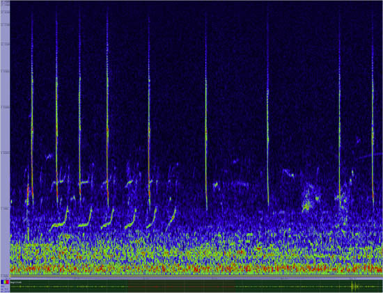 bird sonogram