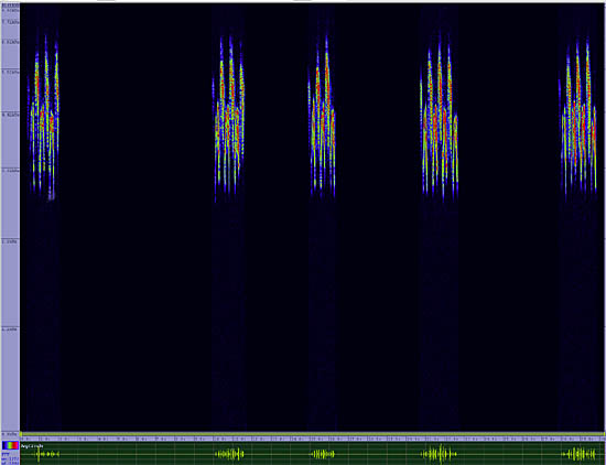 bird sonogram