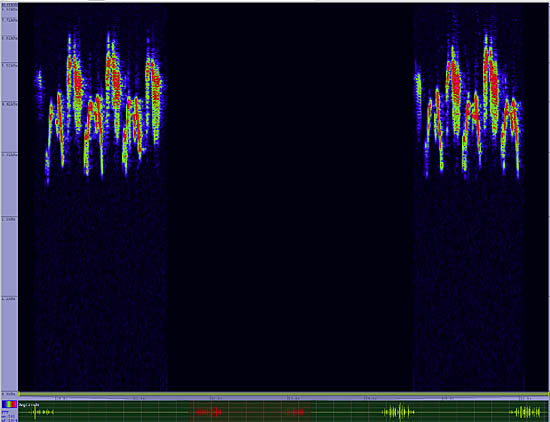 bird sonogram