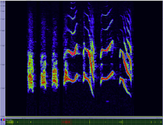 bird sonogram