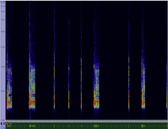 bird sonogram