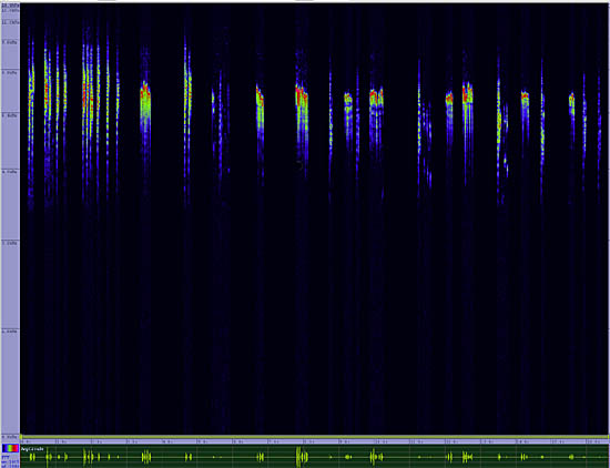 bird sonogram