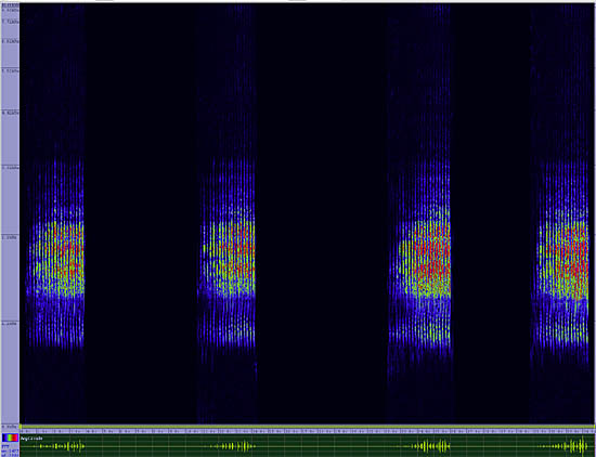 bird sonogram