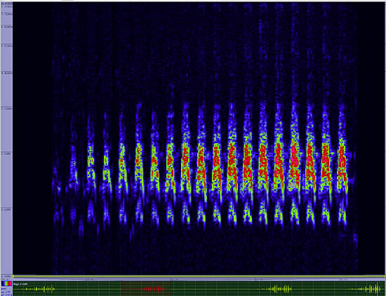 bird sonogram